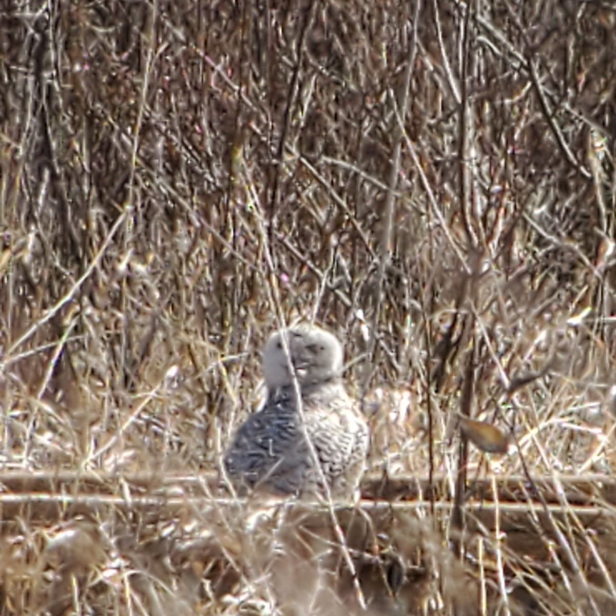 Snowy Owl - ML434297701