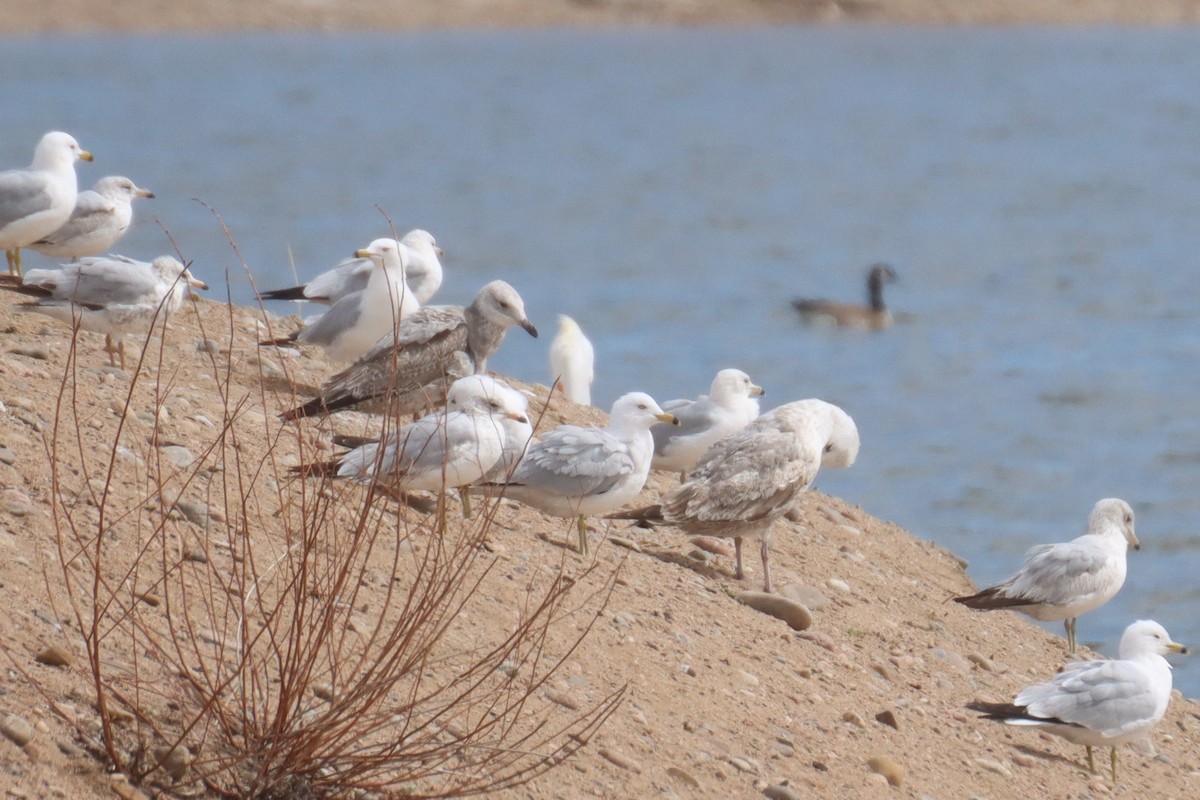 Herring Gull - ML434298561