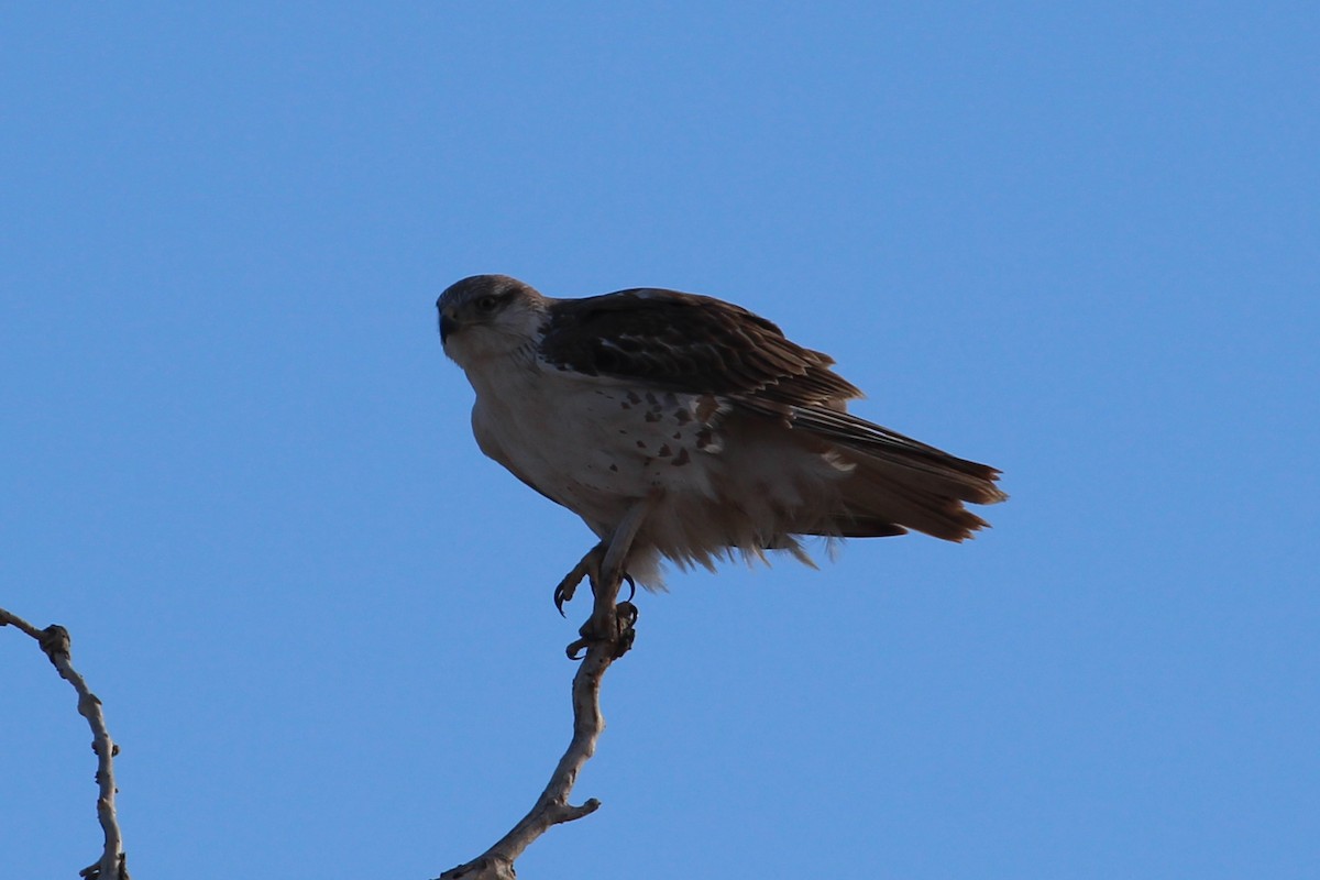 Ferruginous Hawk - ML434299971