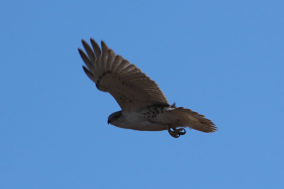 Ferruginous Hawk - Hank Taliaferro