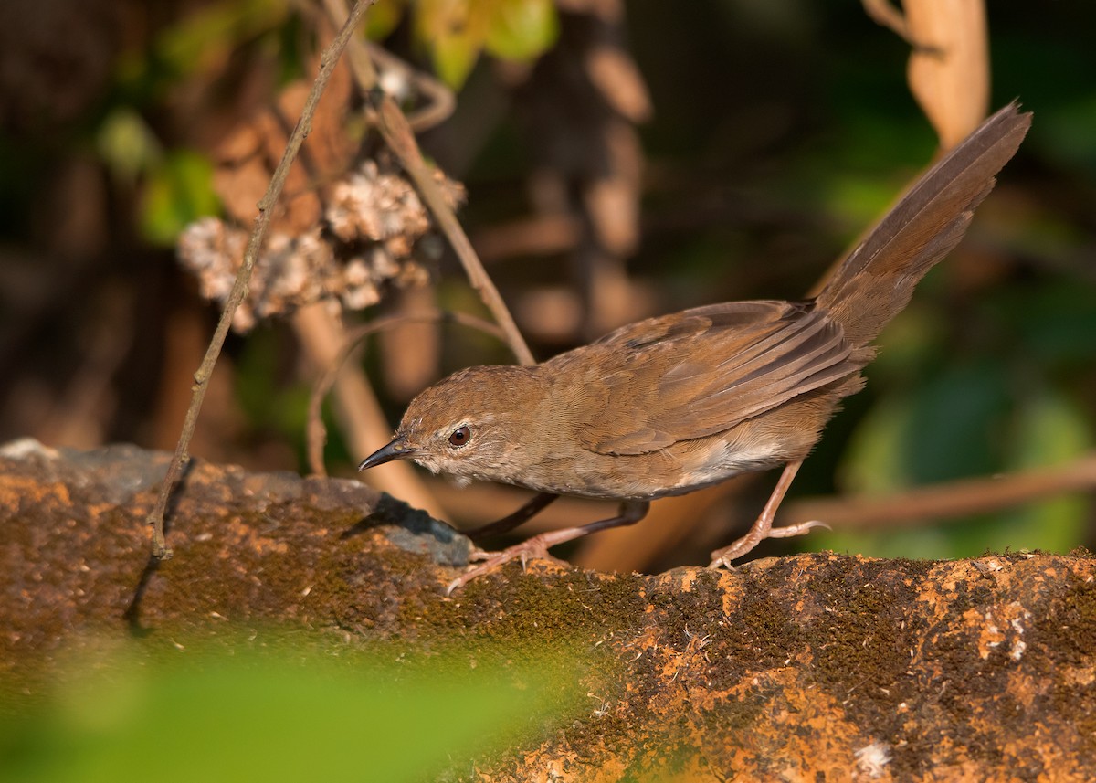 Russet Bush Warbler - ML434300151