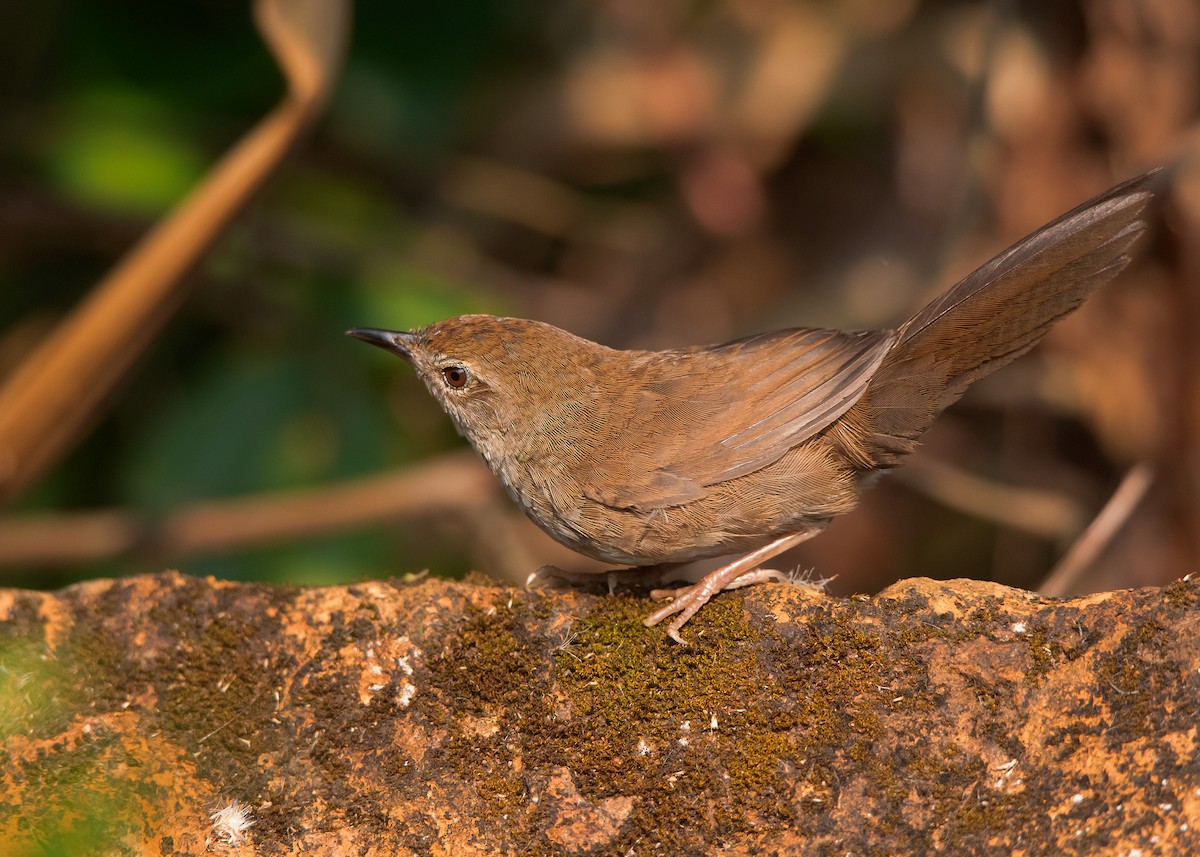 Russet Bush Warbler - Ayuwat Jearwattanakanok