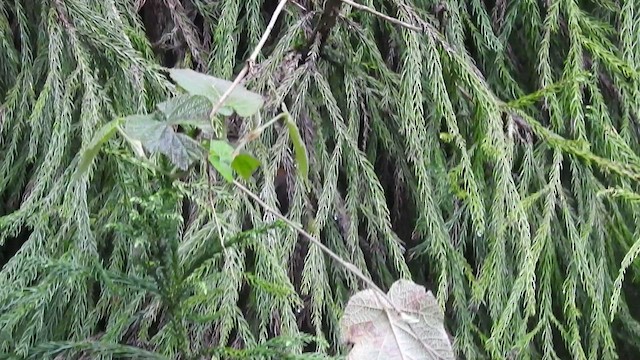 White-browed Fulvetta - ML434300321