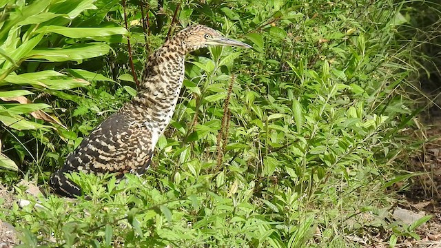 Fasciated Tiger-Heron - ML434300731