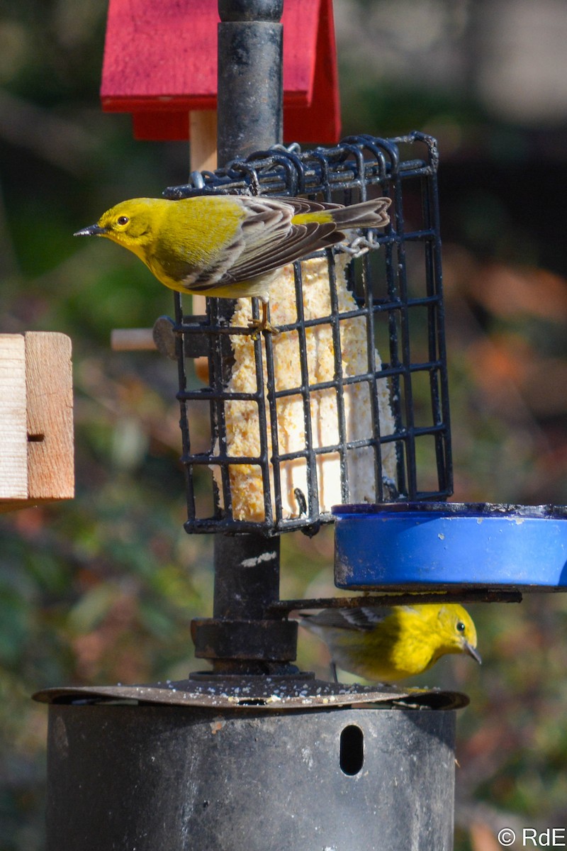 Pine Warbler - ML434301391