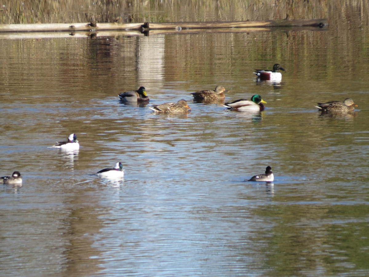 Canard colvert - ML43430221