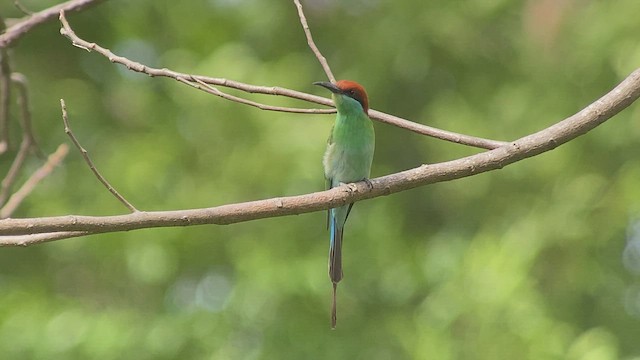 Бджолоїдка філіпінська - ML434302231