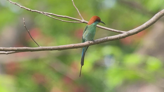 Rufous-crowned Bee-eater - ML434302241