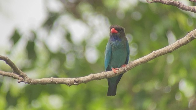 Dollarbird - ML434302501