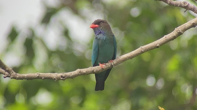 Dollarbird - ML434302841