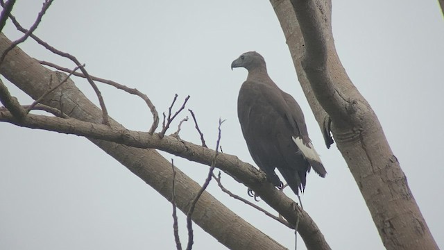 Gray-headed Fish-Eagle - ML434303611