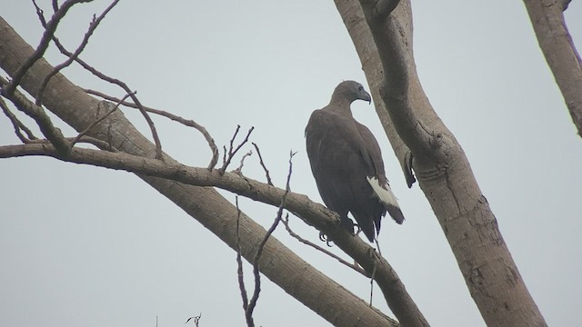 Gray-headed Fish-Eagle - ML434303691