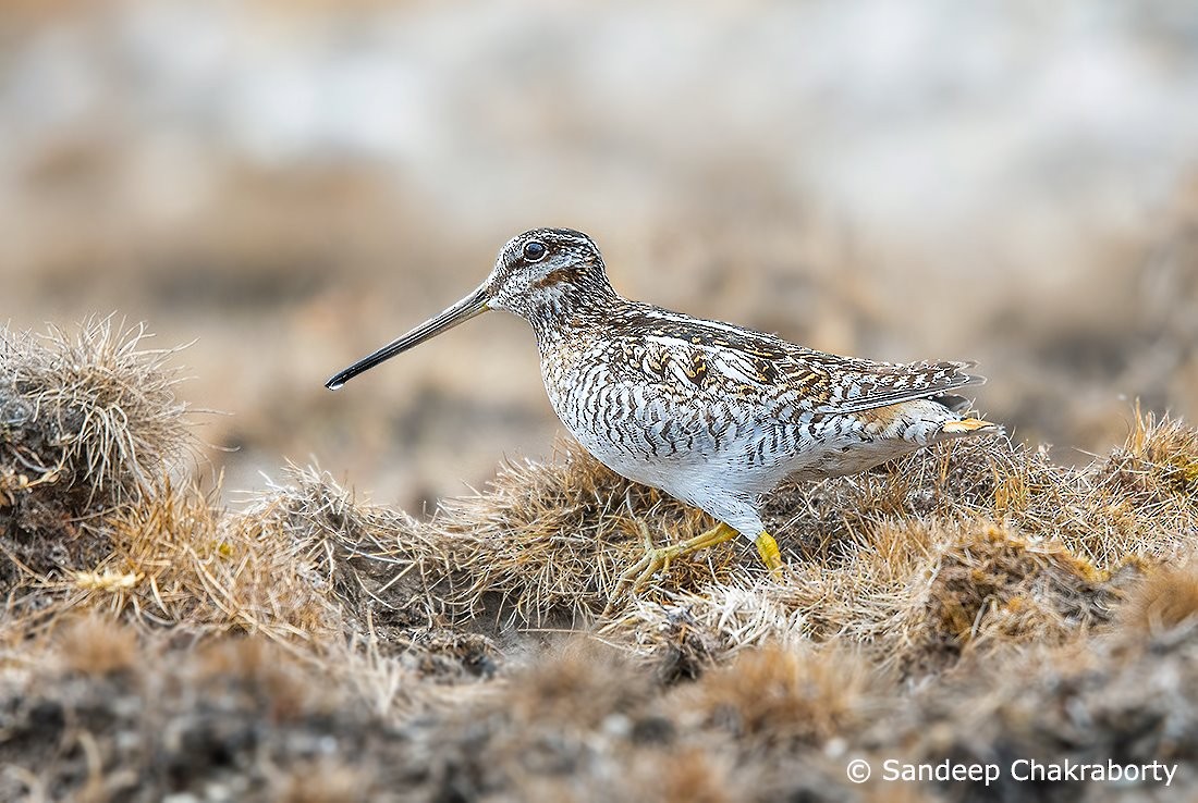 Solitary Snipe - ML434304691