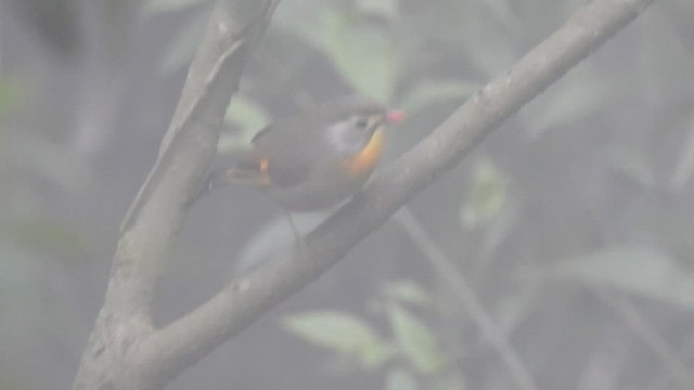 Red-billed Leiothrix - ML434307331