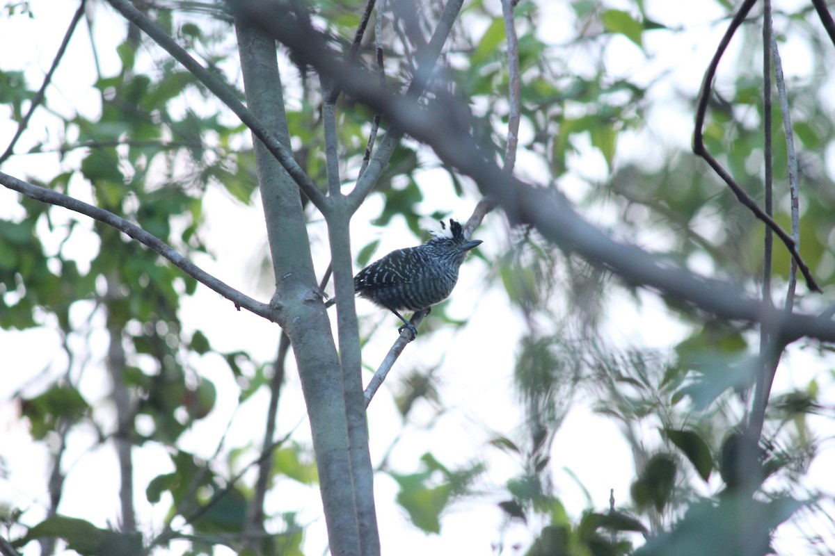 Barred Antshrike - ML434307881