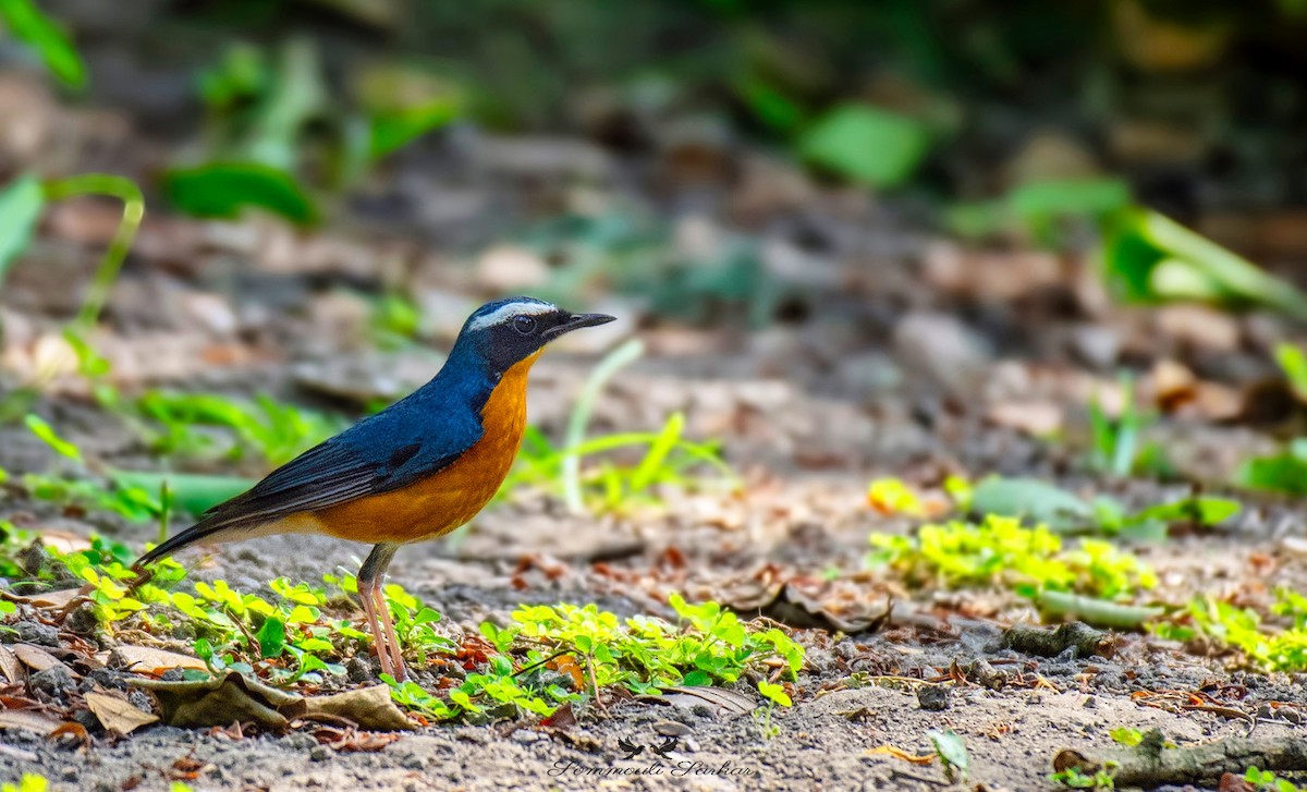 Indian Blue Robin - ML434308231