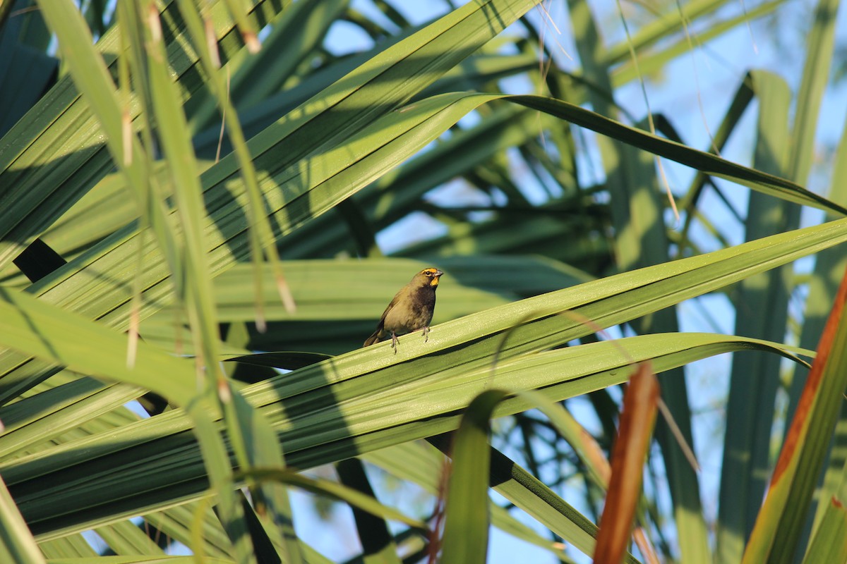 Yellow-faced Grassquit - ML434308871