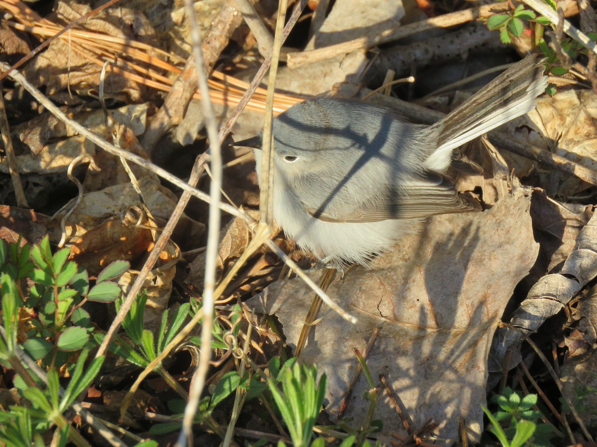 Gobemoucheron gris-bleu - ML434309041