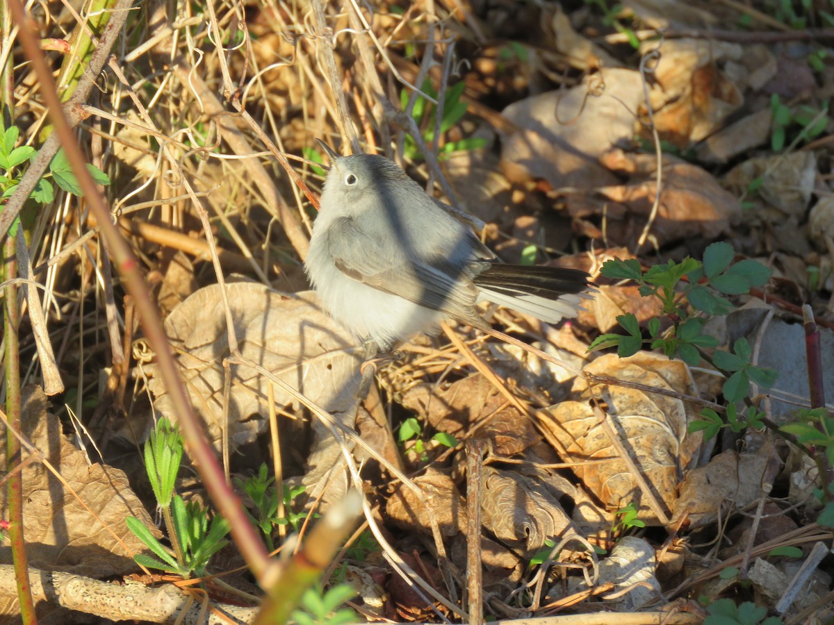 Gobemoucheron gris-bleu - ML434309051