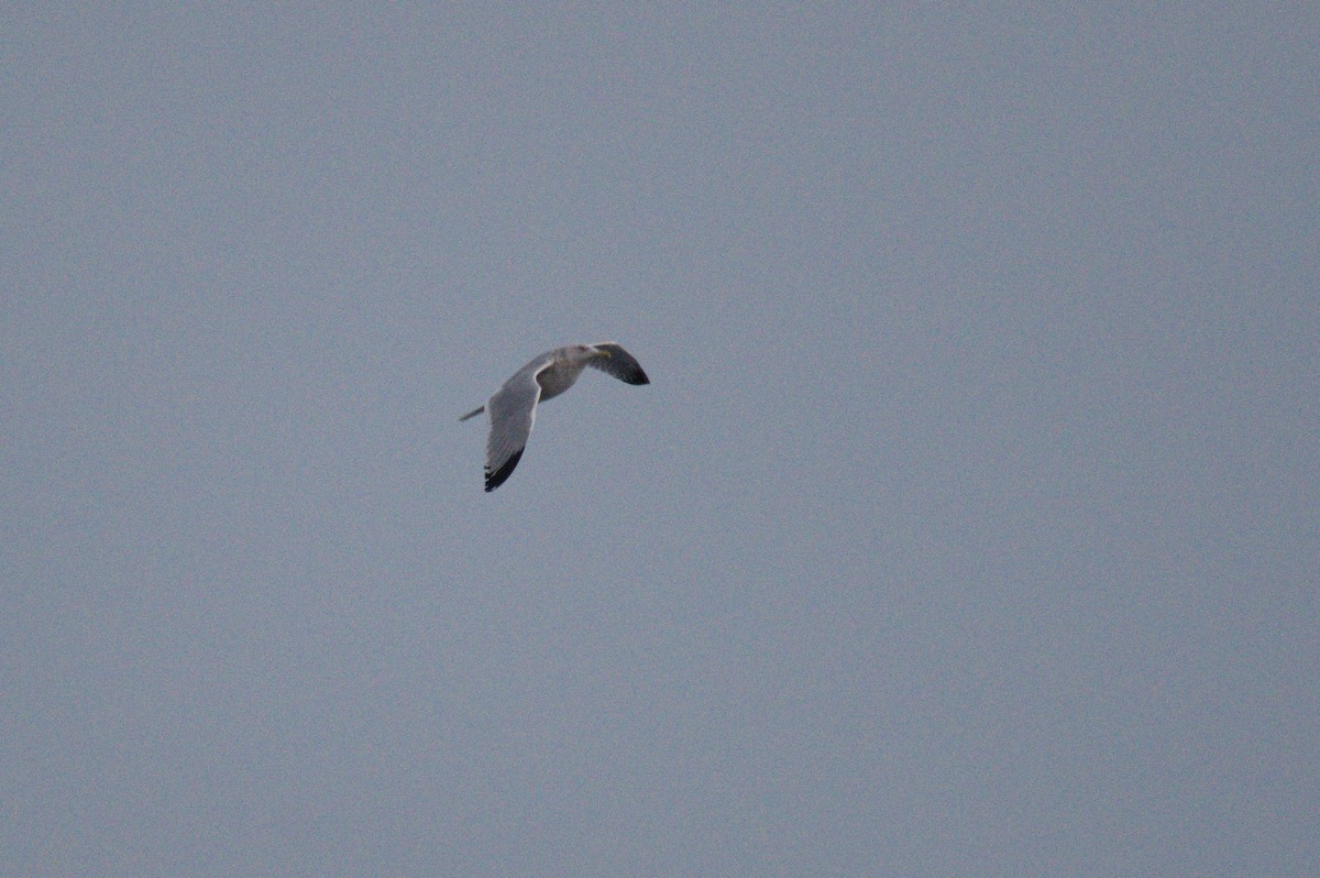 Herring Gull - ML434309181