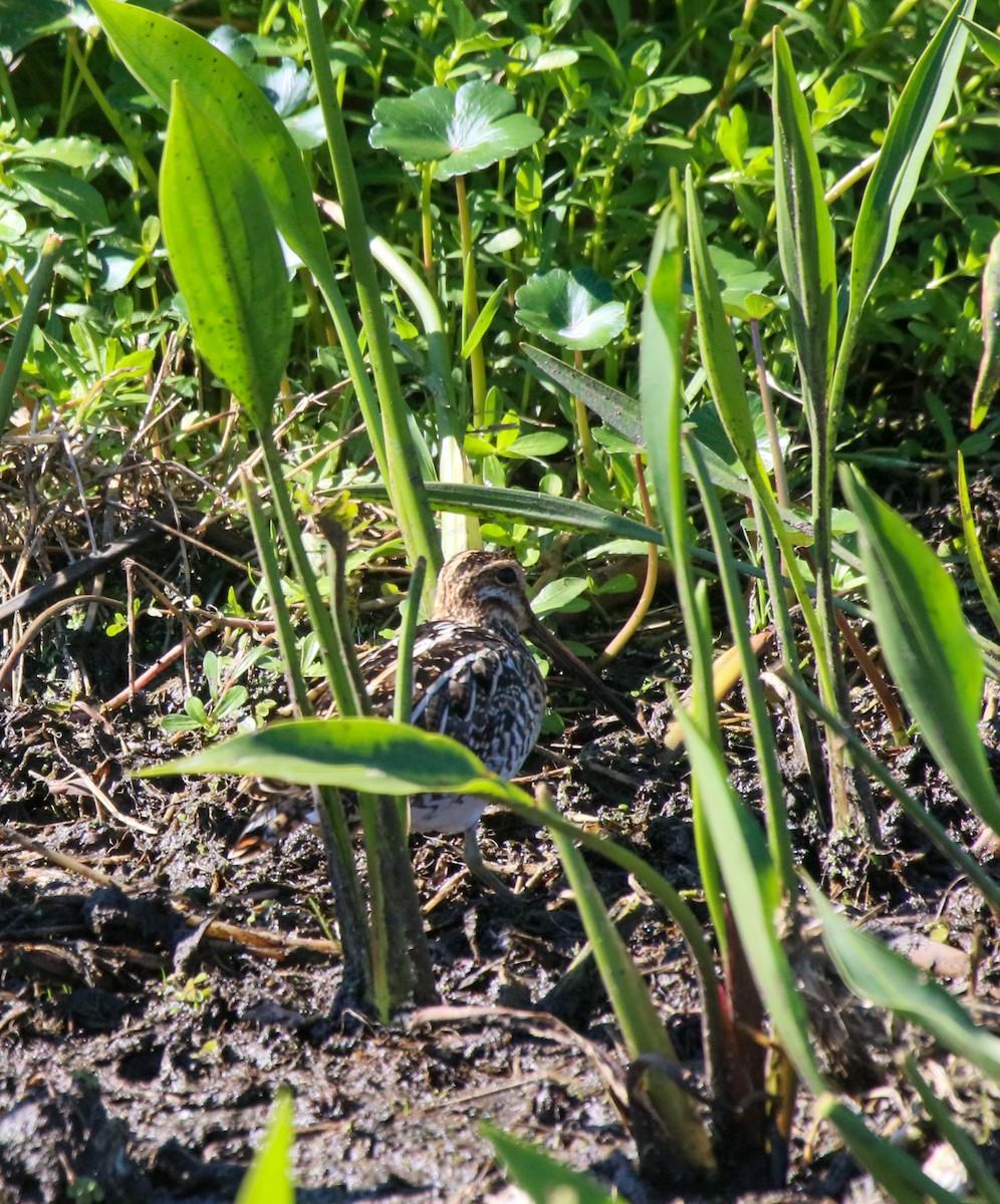 Wilson's Snipe - ML434310151