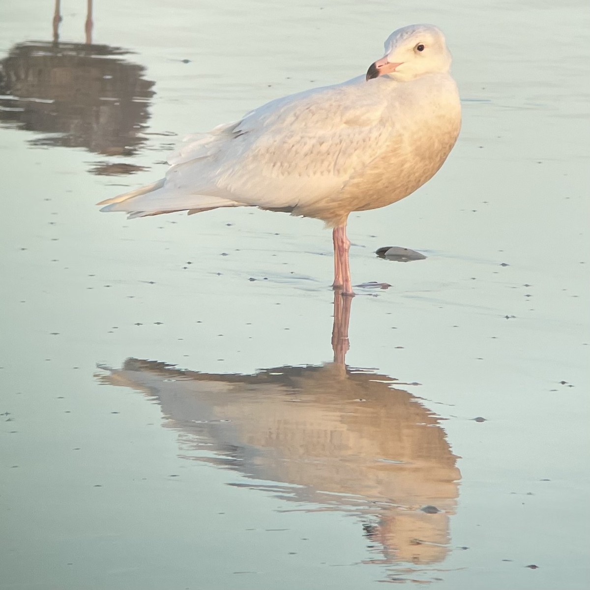 Glaucous Gull - ML434310431