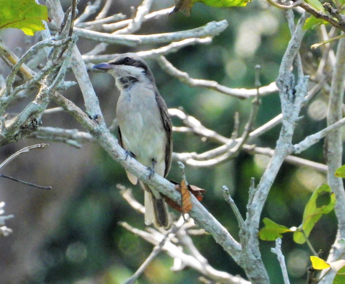 Large Woodshrike - ML434310561