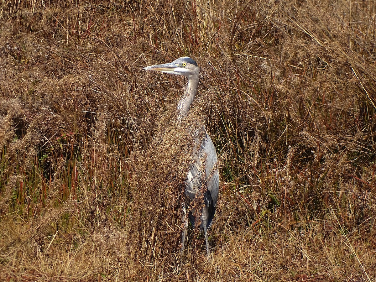 Great Blue Heron - ML434310931