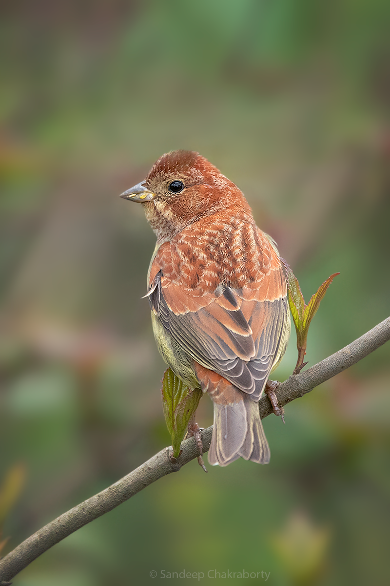 Chestnut Bunting - ML434311891