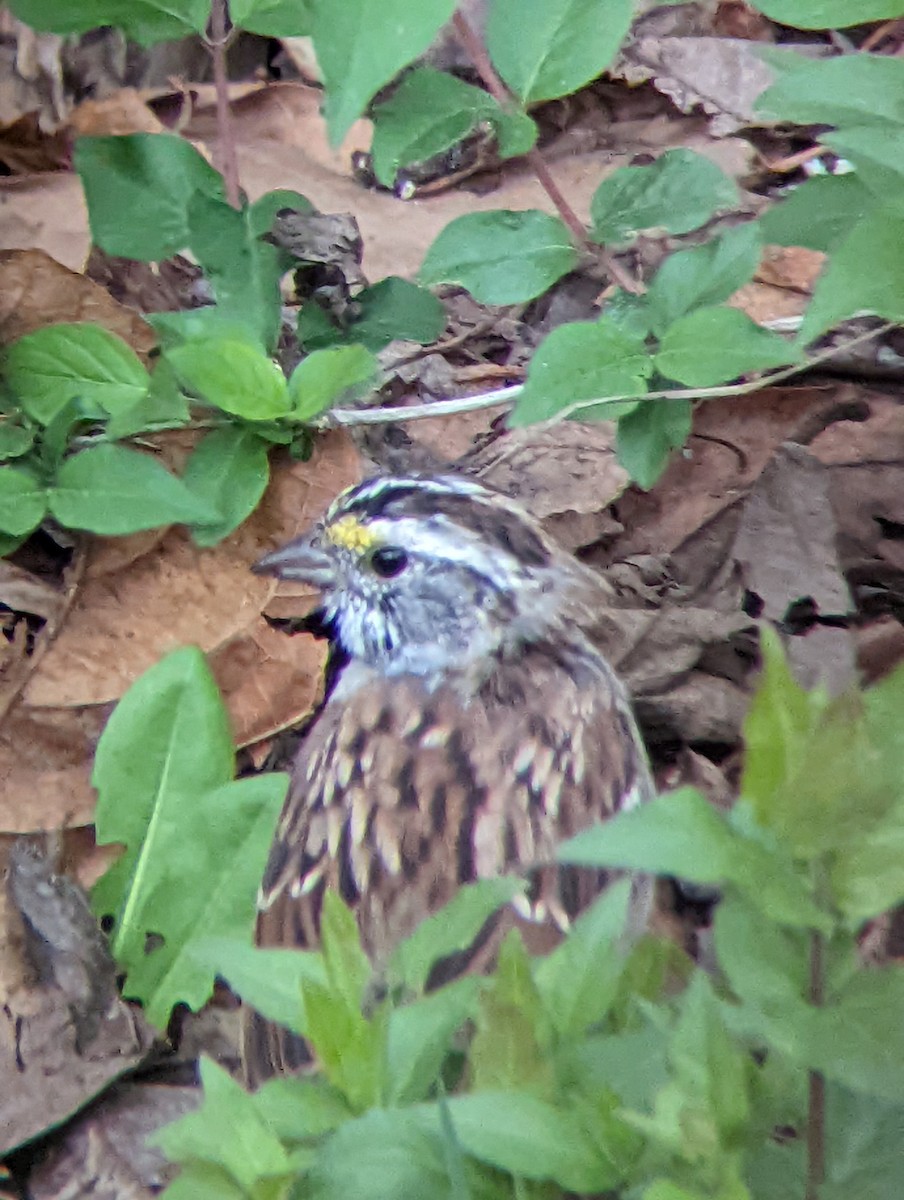 White-throated Sparrow - ML434312271