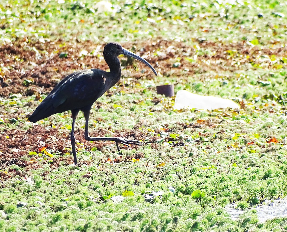 White-faced Ibis - Hector Ceballos-Lascurain