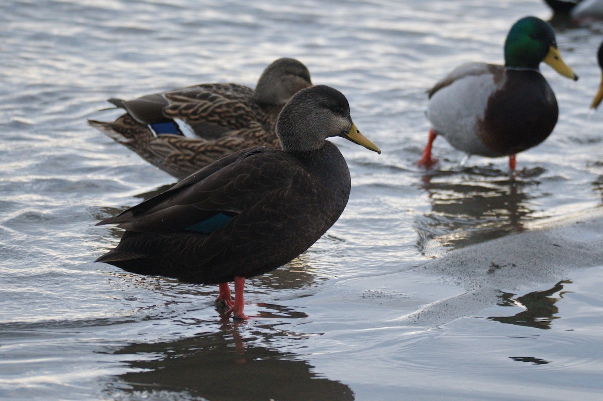 Canard noir - ML434314221