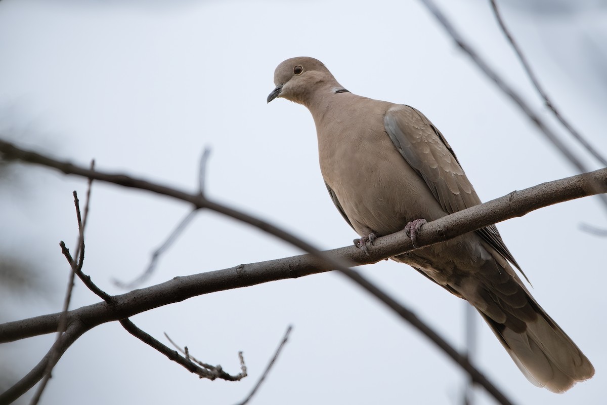 Eurasian Collared-Dove - ML434314691