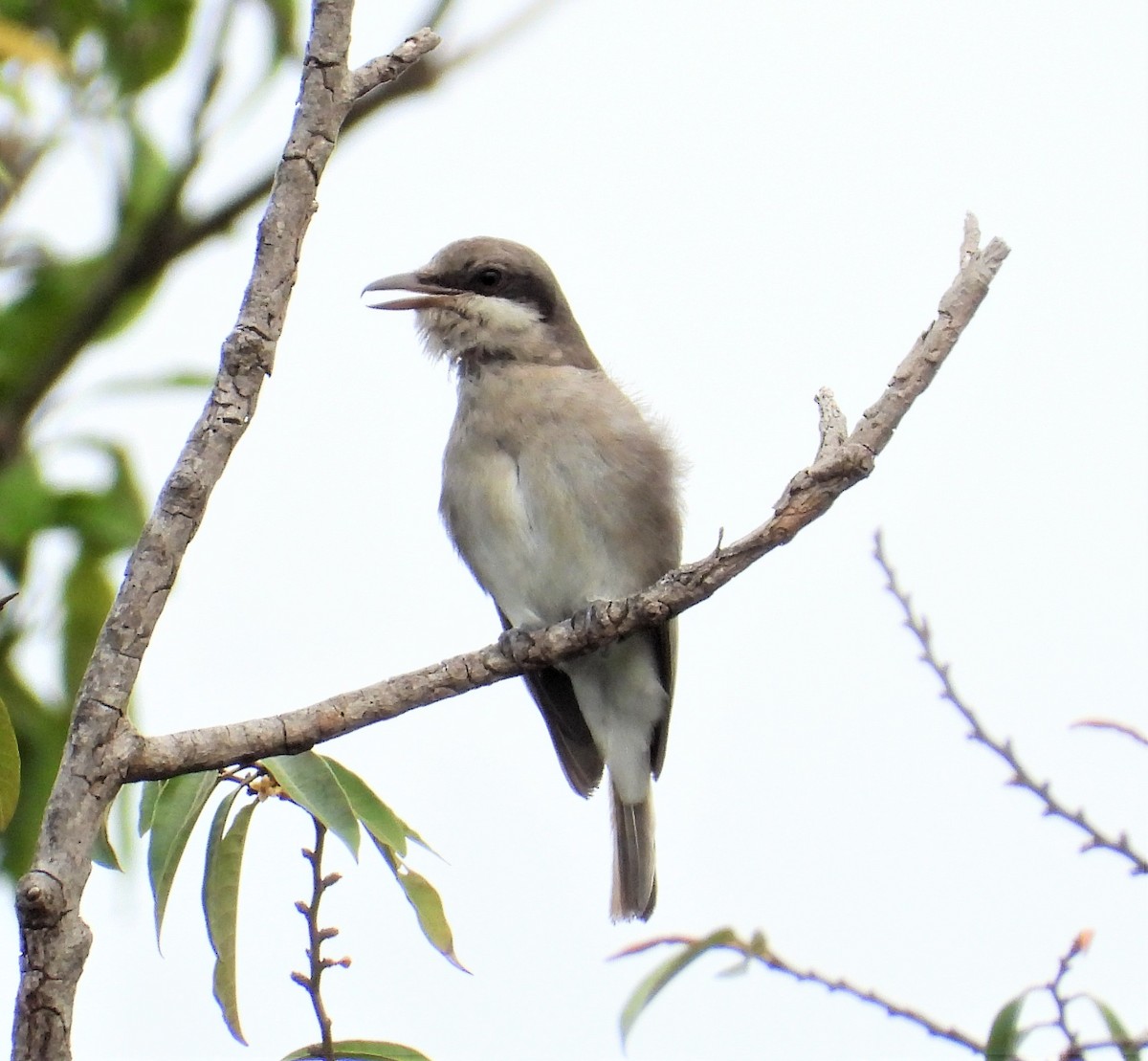 Large Woodshrike - ML434315281