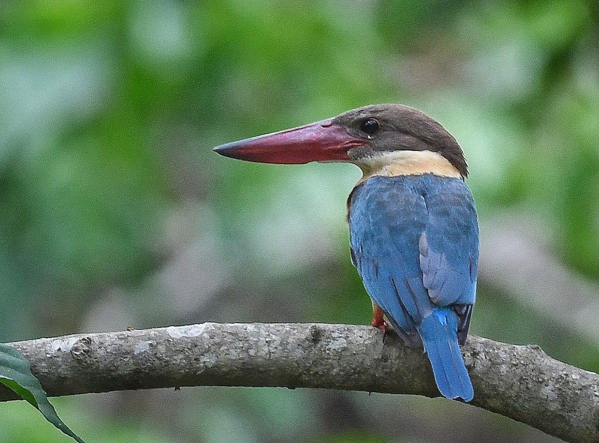 Stork-billed Kingfisher - Renuka Vijayaraghavan