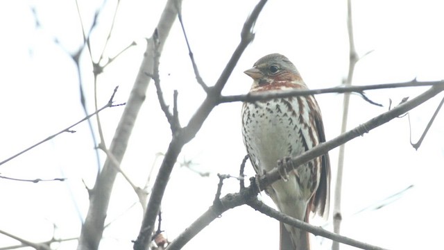 Fox Sparrow (Red) - ML434316851