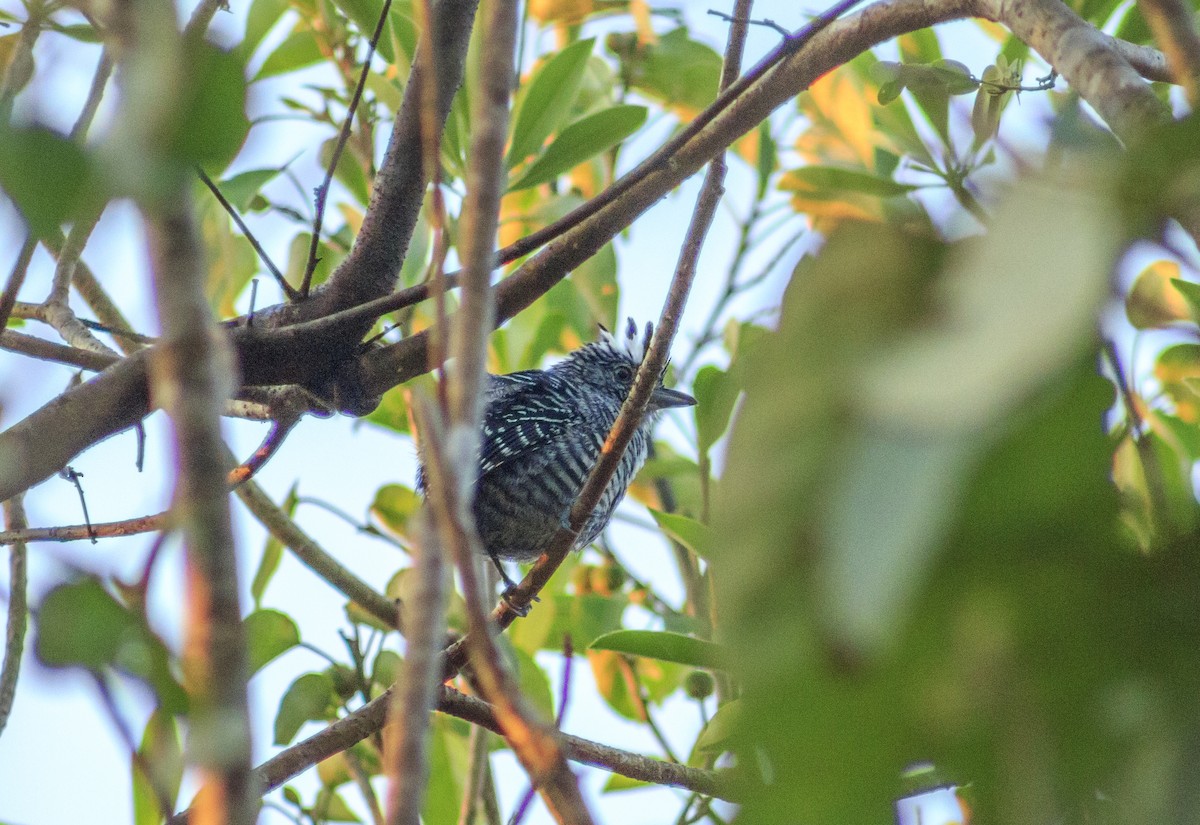 Barred Antshrike - ML434317441