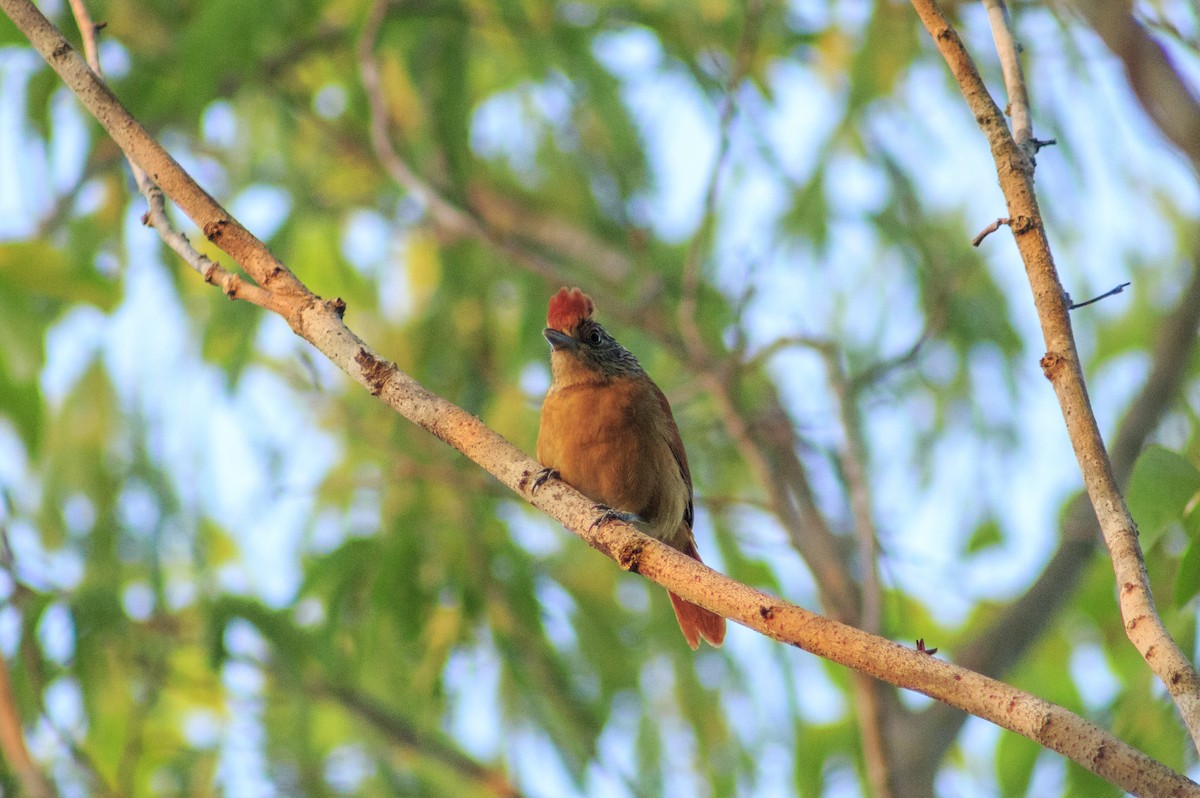 Barred Antshrike - ML434317501