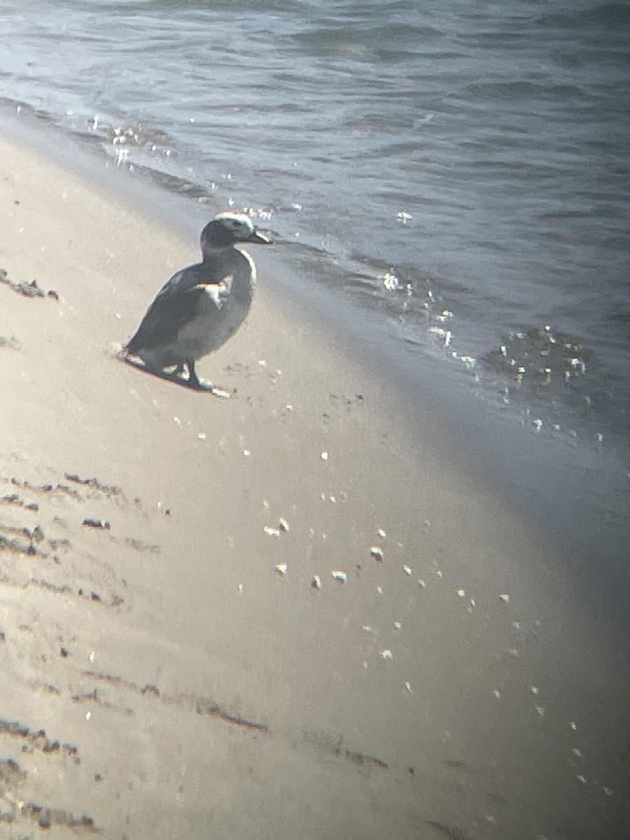 Long-tailed Duck - ML434317581