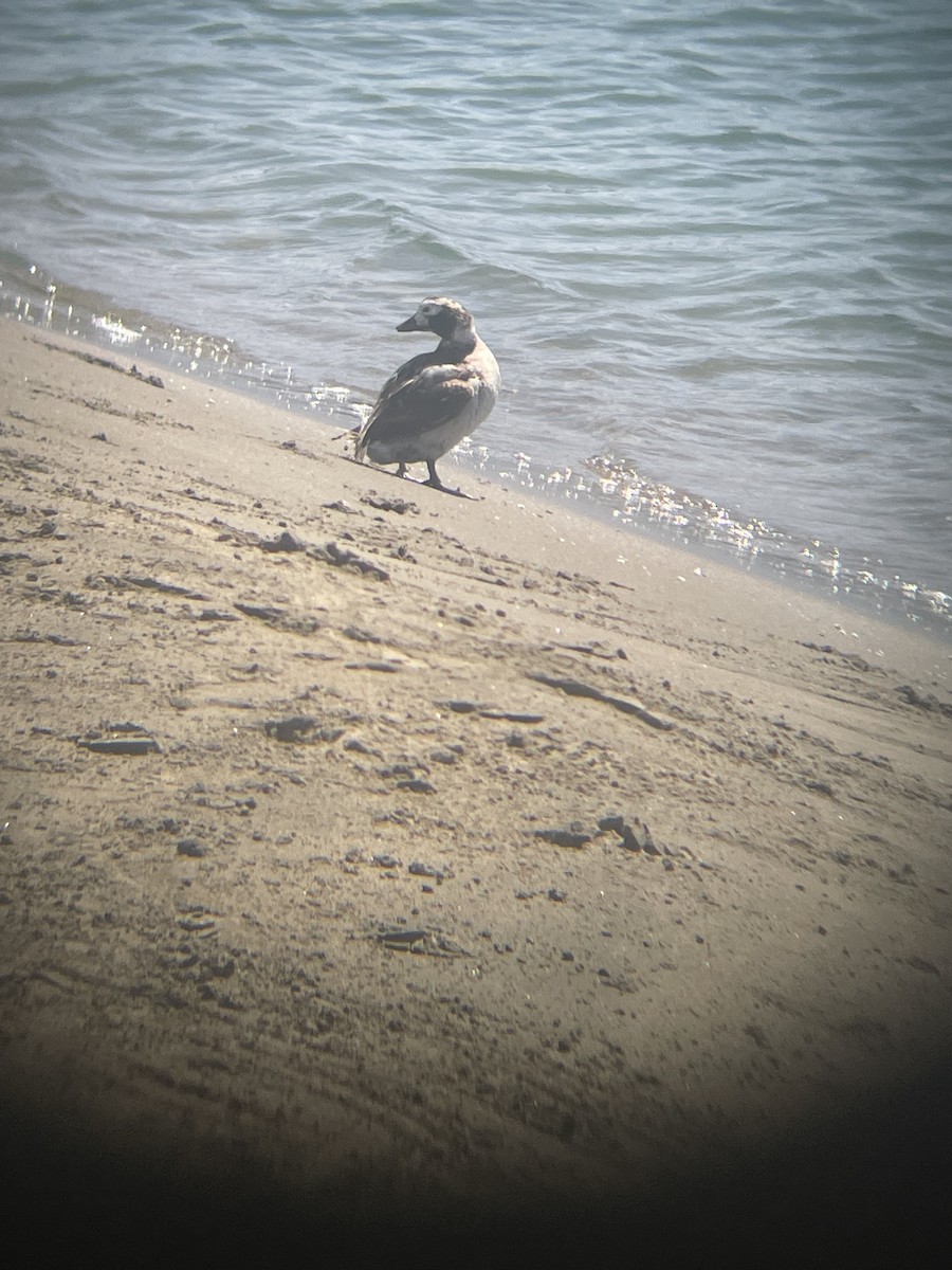 Long-tailed Duck - ML434317591