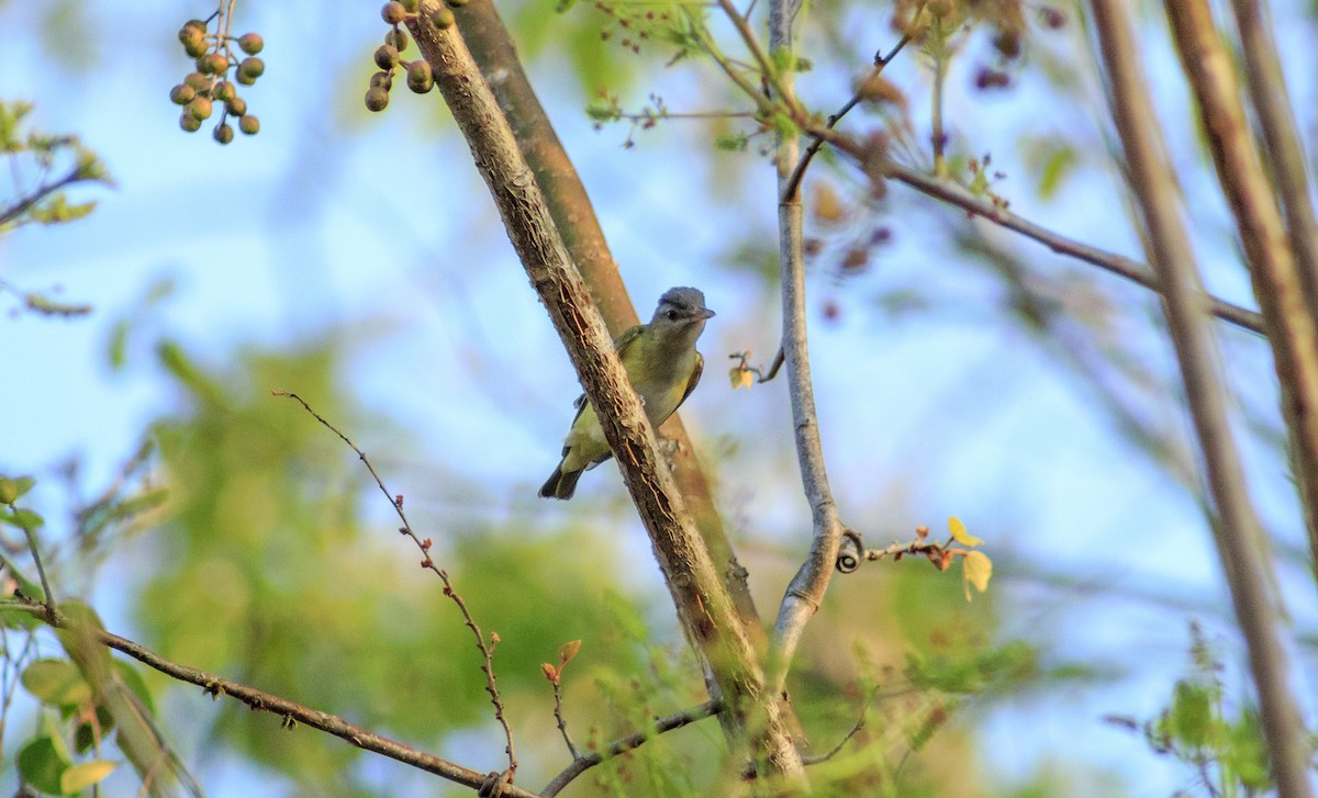 Vireo occhirossi - ML434317951