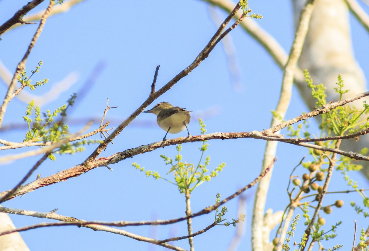 Vireo occhirossi - ML434317971