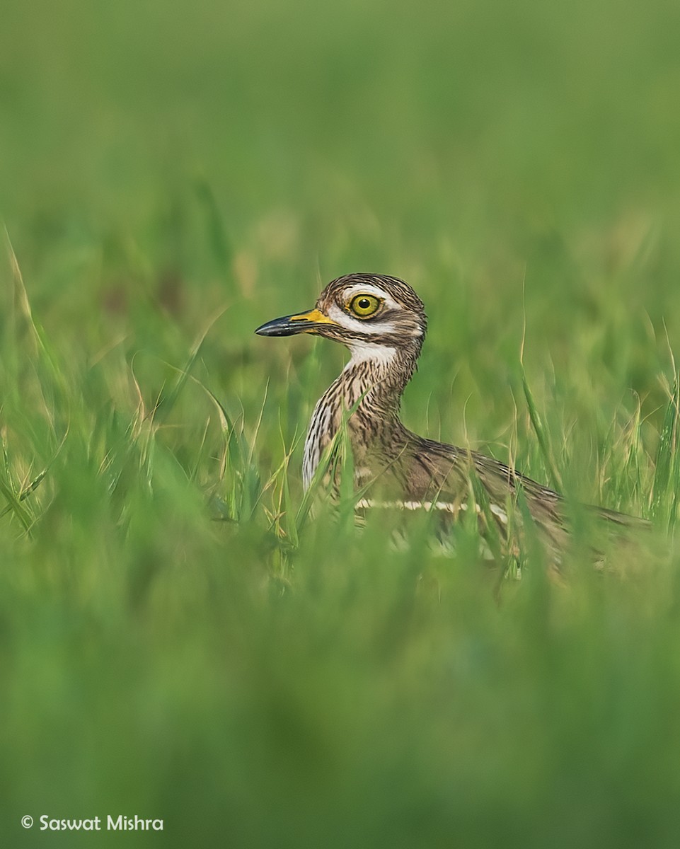 Indian Thick-knee - ML434318241