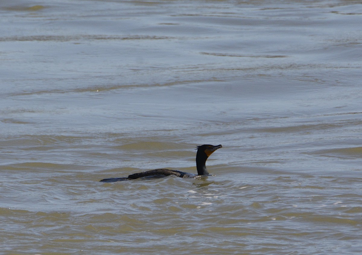 Double-crested Cormorant - ML434318851