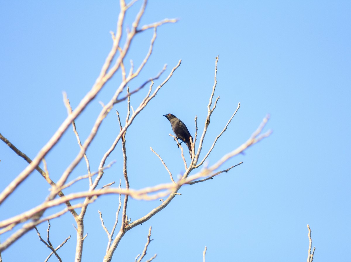Bronzed Cowbird - ML434319001