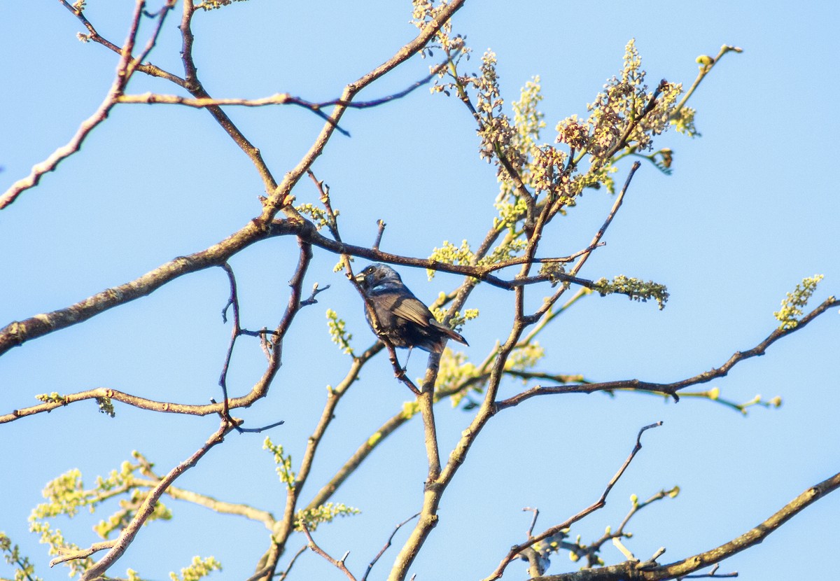 Blue Bunting - ML434319421