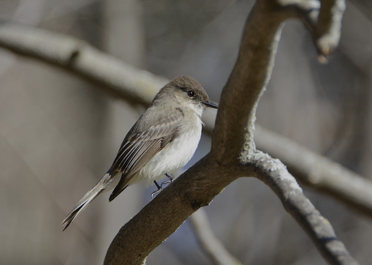 Eastern Phoebe - ML434320081