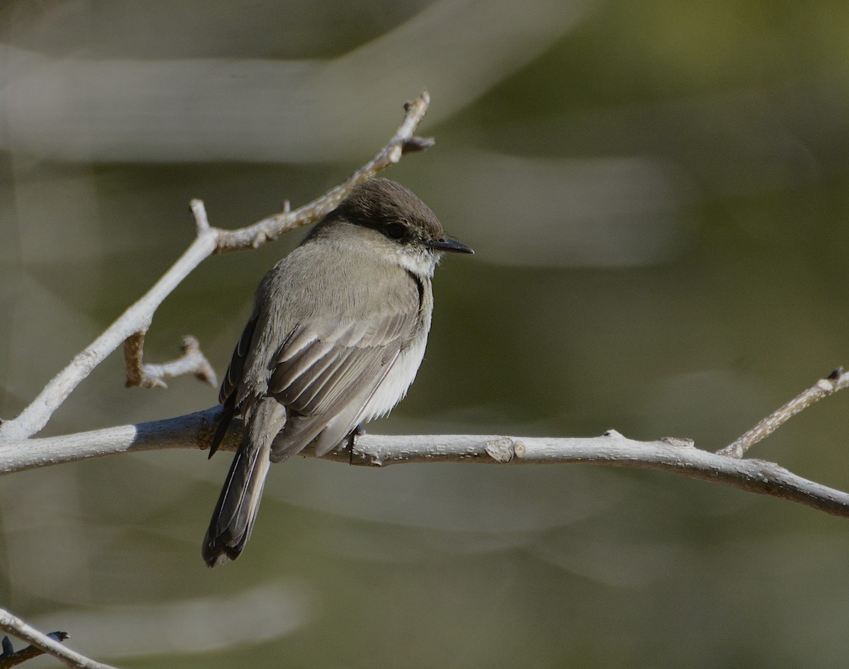 Eastern Phoebe - ML434320281