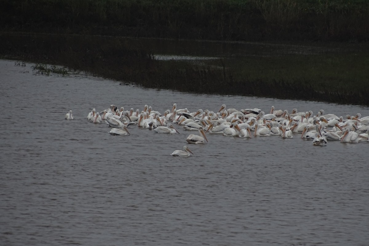 American White Pelican - ML434321411