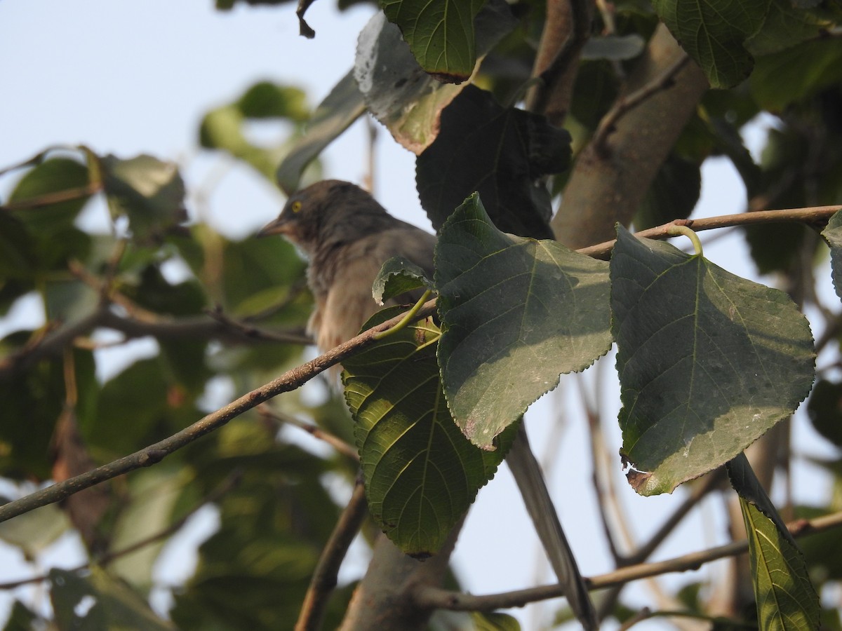 Large Gray Babbler - Sourav Halder